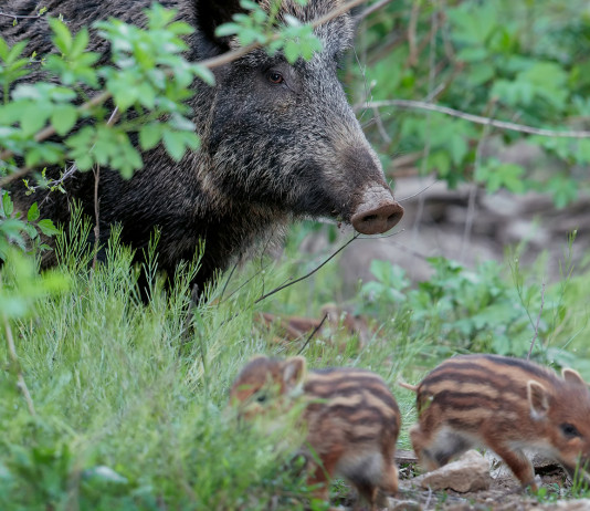 Contraccezione dei cinghiali, emendamento in manovra Contraccezione dei cinghiali: cinghiale con due piccoli