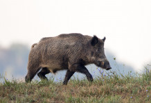 Controllo del cinghiale in Toscana, ecco la delibera Controllo del cinghiale in Toscana