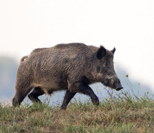 Controllo del cinghiale in Toscana, ecco la delibera Controllo del cinghiale in Toscana