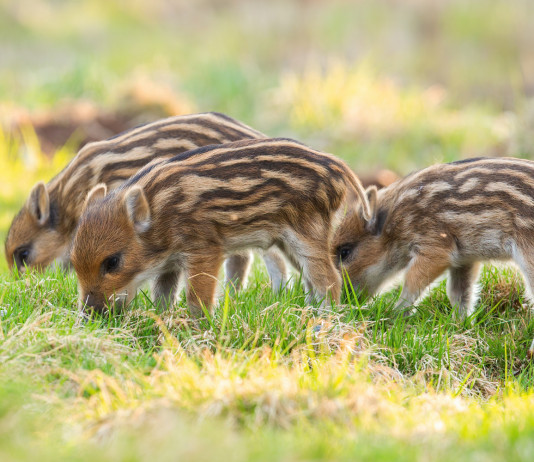 Controllo della fertilità dei cinghiali, al via la sperimentazione Controllo della fertilità dei cinghiali: piccoli di cinghiale mangiano