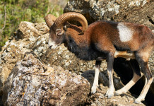 Eradicazione dei mufloni dal Giglio, Arcicaccia vuole collaborare col Parco Eradicazione dei mufloni dal Giglio: muflone su roccia