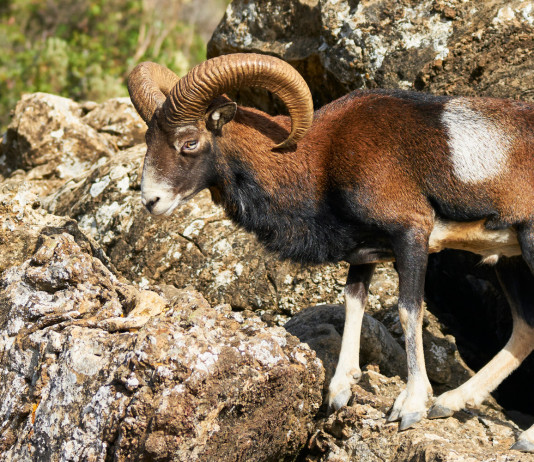 Eradicazione dei mufloni dal Giglio, Arcicaccia vuole collaborare col Parco Eradicazione dei mufloni dal Giglio: muflone su roccia
