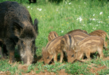 Il vaccino contraccettivo per i cinghiali entra nella legge di bilancio vaccino contraccettivo per i cinghiali: femmina di cinghiale con piccoli
