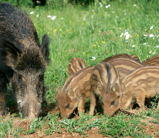Il vaccino contraccettivo per i cinghiali entra nella legge di bilancio vaccino contraccettivo per i cinghiali: femmina di cinghiale con piccoli