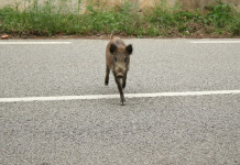 Incidenti con fauna selvatica, Senato chiede misure di prevenzione Incidenti con fauna selvatica: cinghiale attraversa strada