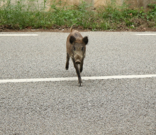 Incidenti con fauna selvatica, Senato chiede misure di prevenzione Incidenti con fauna selvatica: cinghiale attraversa strada