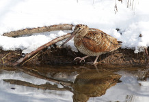 Key concept per la migratoria: aggiornato il documento Key concept per la migratoria: beccaccia nella neve