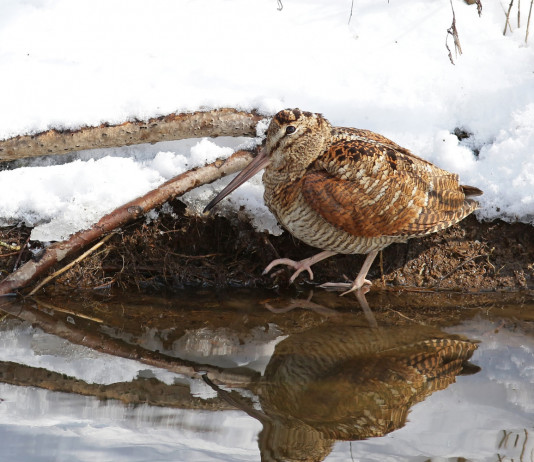Key concept per la migratoria: aggiornato il documento Key concept per la migratoria: beccaccia nella neve