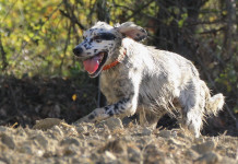 L’addestramento del cane da ferma L’addestramento del cane da ferma