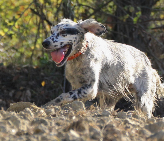L’addestramento del cane da ferma L’addestramento del cane da ferma