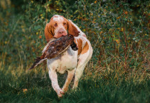 Mobilità venatoria in Lombardia, consiglio stralcia proposta Mobilità venatoria in Lombardia: cane riporta fagiano
