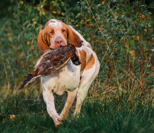 Mobilità venatoria in Lombardia, consiglio stralcia proposta Mobilità venatoria in Lombardia: cane riporta fagiano