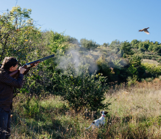 Peso dei cacciatori nelle elezioni: l’analisi internazionale Peso dei cacciatori nelle elezioni: cacciatore con cane spara a fagiano