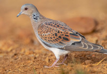 Piano di gestione della tortora, nuovo sollecito dell’Arcicaccia Piano di gestione della tortora: tortora in ambiente naturale