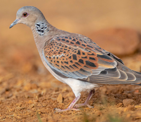 Piano di gestione della tortora, nuovo sollecito dell’Arcicaccia Piano di gestione della tortora: tortora in ambiente naturale