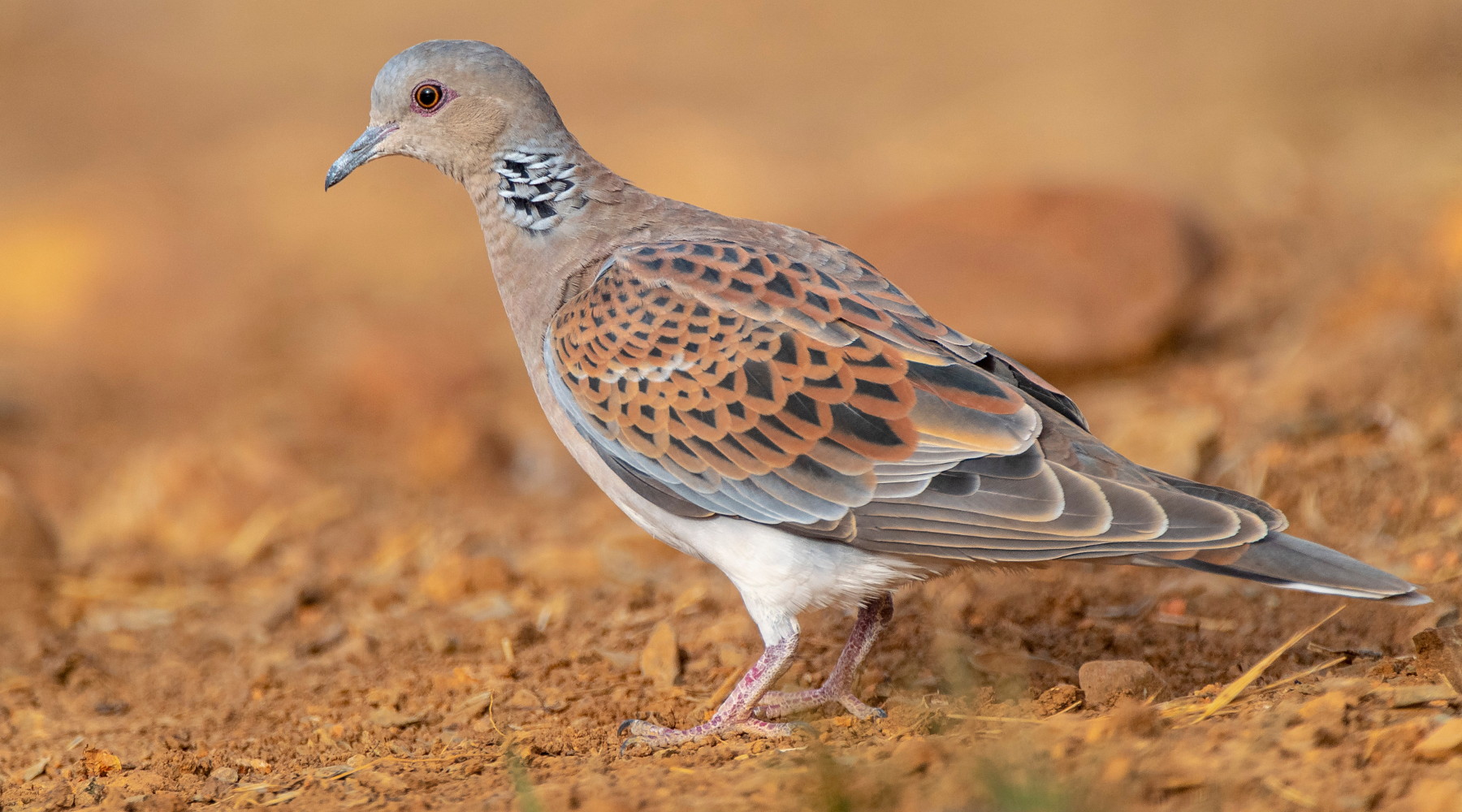 Piano di gestione della tortora, nuovo sollecito dell’Arcicaccia Piano di gestione della tortora: tortora in ambiente naturale