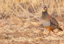 Piano faunistico-venatorio di Bergamo: la sentenza del Consiglio di Stato Piano faunistico venatorio di Bergamo: pernice rossa in ambiente naturale