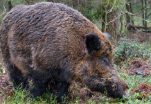 Quanto pesa un cinghiale? Le strategie energetiche nel periodo degli amori Quanto pesa un cinghiale Le strategie energetiche nel periodo degli amori