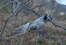 Cinofilia venatoria: la ferma in bianco ferma in bianco