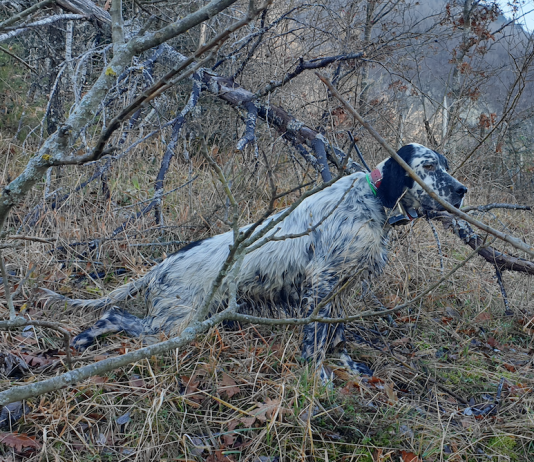 Cinofilia venatoria: la ferma in bianco ferma in bianco