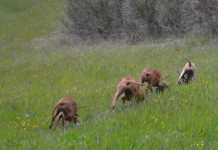 Segugio: quale razza scegliere a caccia Segugio quale razza scegliere a caccia