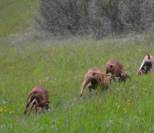 Segugio: quale razza scegliere a caccia Segugio quale razza scegliere a caccia