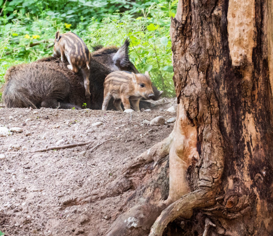 Vaccino contraccettivo per i cinghiali, l’opposizione della Lega Vaccino contraccettivo per i cinghiali: femmina di cinghiale con piccoli
