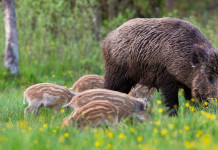 Vaccino contraccettivo per i cinghiali, presentato odg Vaccino contraccettivo per i cinghiali: femmina di cinghiale con piccoli