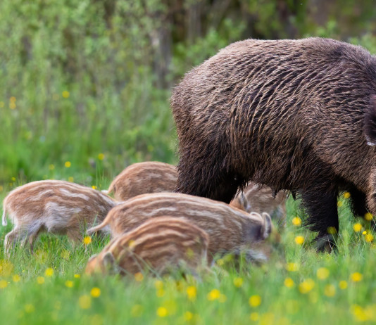 Vaccino contraccettivo per i cinghiali, presentato odg Vaccino contraccettivo per i cinghiali: femmina di cinghiale con piccoli