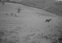 Fidelizzanti Vitex: attrazione vs fidelizzazione fidelizzanti vitex