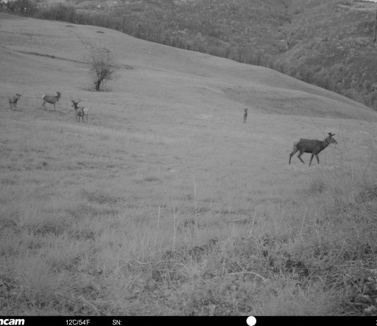 Fidelizzanti Vitex: attrazione vs fidelizzazione fidelizzanti vitex