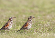 Anelli per richiami vivi, incontro tra Lombardia e cacciatori Anelli per richiami vivi: due tordi sasselli