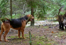 Approvato il nuovo brevetto per cane limiere e girata Approvato il nuovo brevetto per cane limiere e girata: segugio ferma cinghiale nel bosco