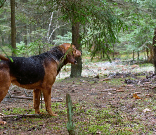 Approvato il nuovo brevetto per cane limiere e girata Approvato il nuovo brevetto per cane limiere e girata: segugio ferma cinghiale nel bosco