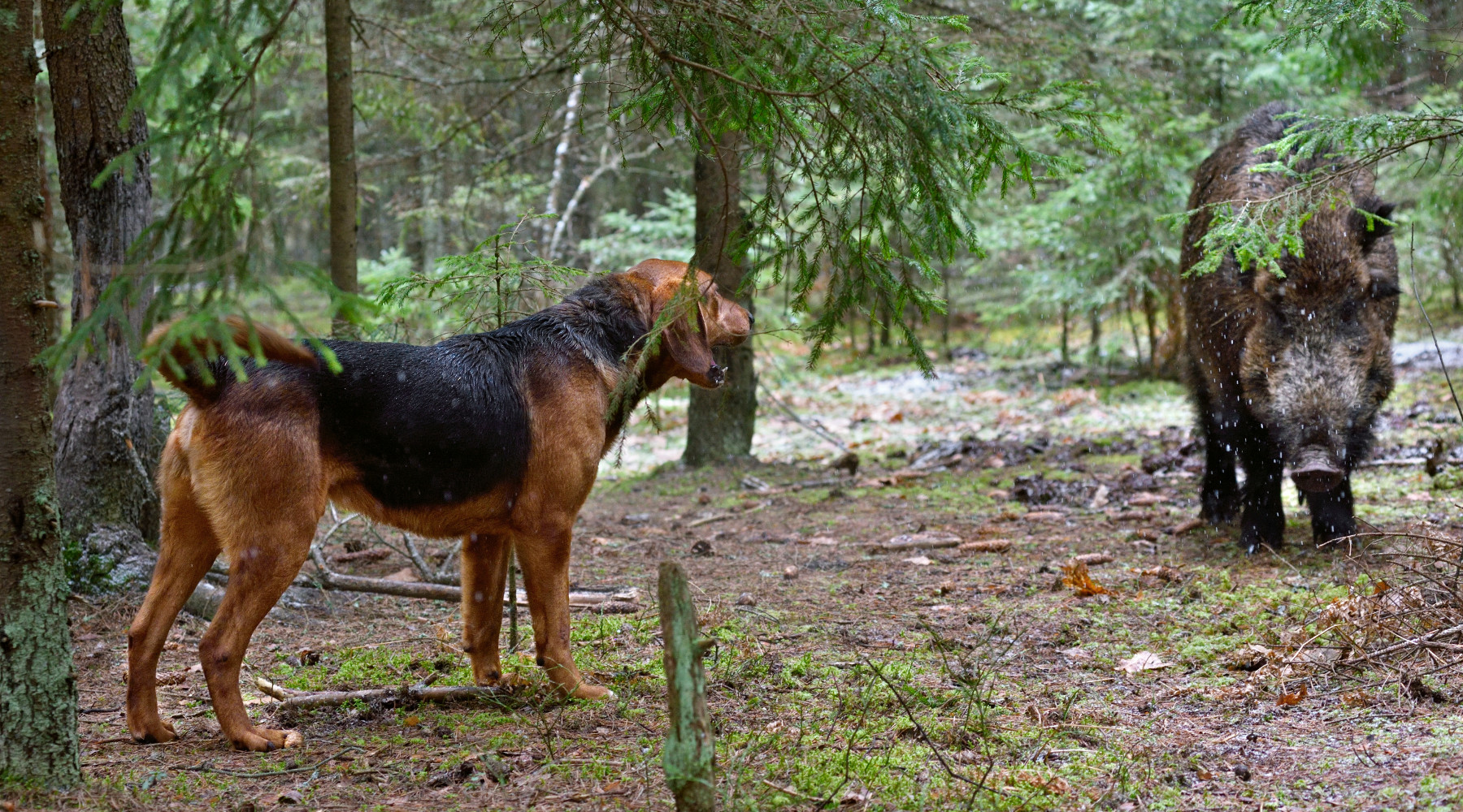 Approvato il nuovo brevetto per cane limiere e girata: segugio ferma cinghiale nel bosco