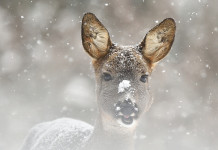 Caccia Magazine febbraio 2022 in edicola dal 20 gennaio Caccia Magazine febbraio 2022: capriolo nella neve