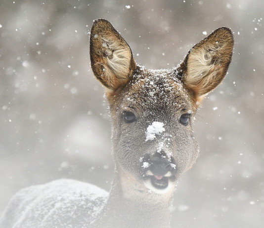 Caccia Magazine febbraio 2022 in edicola dal 20 gennaio Caccia Magazine febbraio 2022: capriolo nella neve