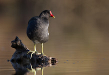 Caccia agli acquatici in Veneto: la sentenza del Tar Caccia agli acquatici in Veneto: gallinella d'acqua in ambiente naturale