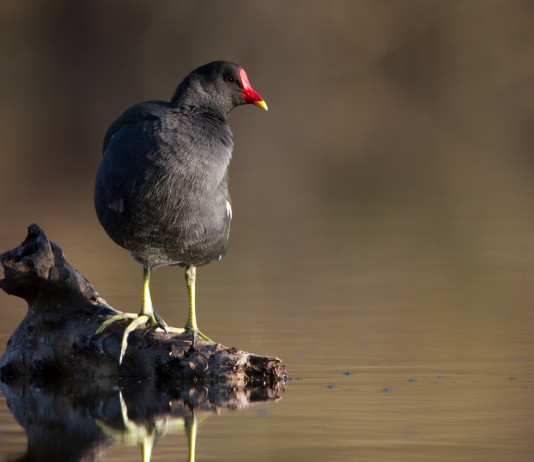 Caccia agli acquatici in Veneto: la sentenza del Tar Caccia agli acquatici in Veneto: gallinella d'acqua in ambiente naturale