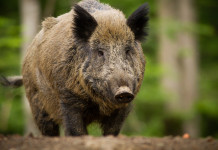Caccia al cinghiale in Lombardia: annunciato corso AlpVet Caccia al cinghiale in Lombardia annunciato corso AlpVet