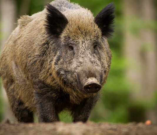 Caccia al cinghiale in Lombardia: annunciato corso AlpVet Caccia al cinghiale in Lombardia annunciato corso AlpVet