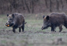 Caccia al cinghiale in Umbria, chiesta proroga Caccia al cinghiale in Umbria: due cinghiali nel bosco