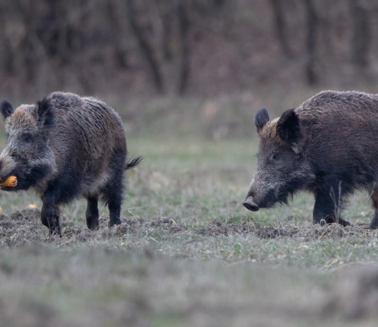 Caccia al cinghiale in Umbria, chiesta proroga Caccia al cinghiale in Umbria: due cinghiali nel bosco