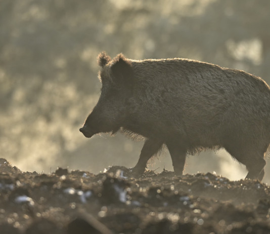Caccia di selezione in Abruzzo, ecco il calendario Caccia di selezione in Abruzzo: cinghiale durante una mattina di nebbia