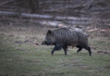 Caccia nelle Marche, doppia novità Caccia nelle Marche: cinghiale di profilo