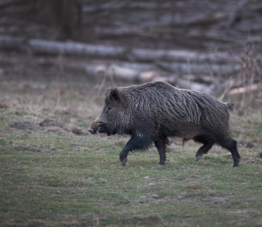 Caccia nelle Marche, doppia novità Caccia nelle Marche: cinghiale di profilo