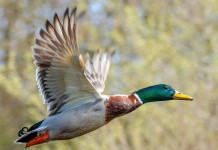 Cambia il calendario venatorio del Veneto Cambia il calendario venatorio del Veneto: germano reale in volo