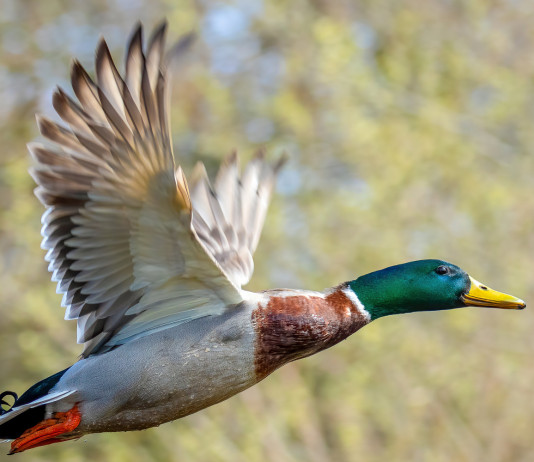 Cambia il calendario venatorio del Veneto Cambia il calendario venatorio del Veneto: germano reale in volo