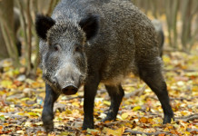 Caso di peste suina africana in Piemonte Caso di peste suina africana: cinghiale nel bosco