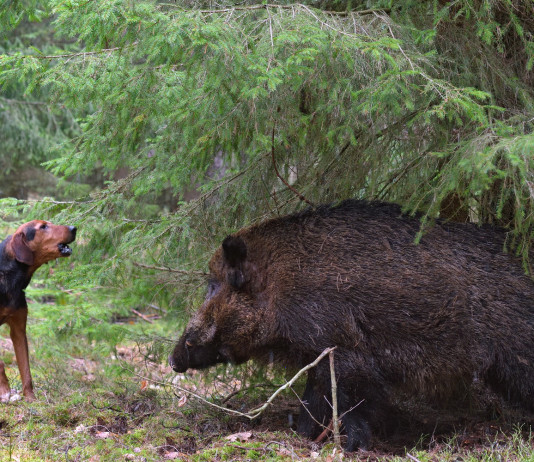 Conduttore di cane limiere, ecco il corso di formazione della Cct Conduttore di cane limiere: segugio e cinghiale